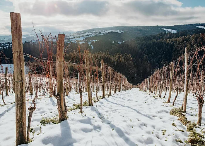Villa Am Wildbachberg - Luxus Ferienhaeuser Mit Infinitypool, Privatsauna Und Weinkeller Deutschlandsberg